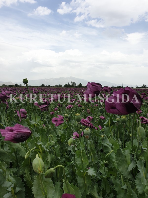 Haşhaş Ezmesi 1 KG - Görsel 4