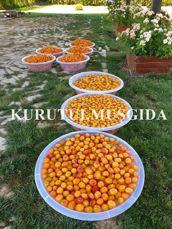 Kayısı Konsantresi - Görsel 2