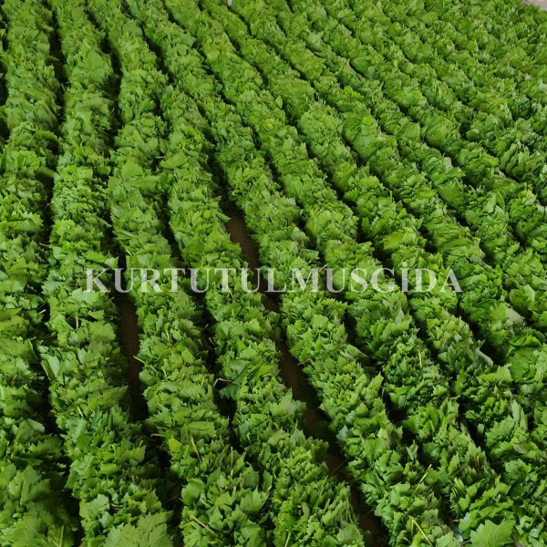 Kuru Basım Yaprak - Görsel 2