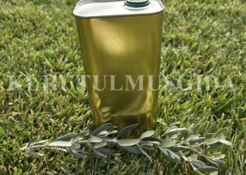 1 Litrelik Olgun Hasat Natürel Zeytinyağı